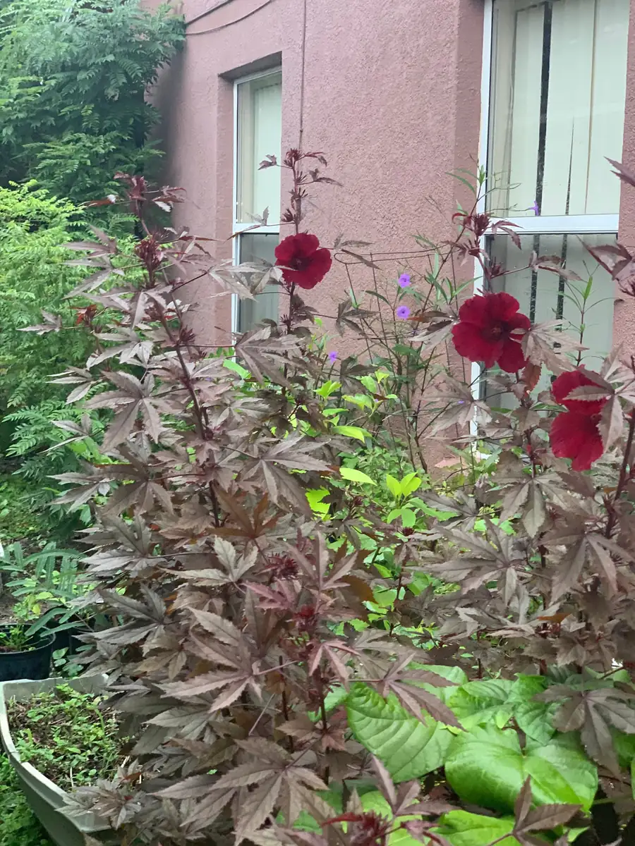 Cranberry Hibiscus Live Plant – Mature Plant in 4 inch Pot – Edible Leaves & Flowers - Image 5