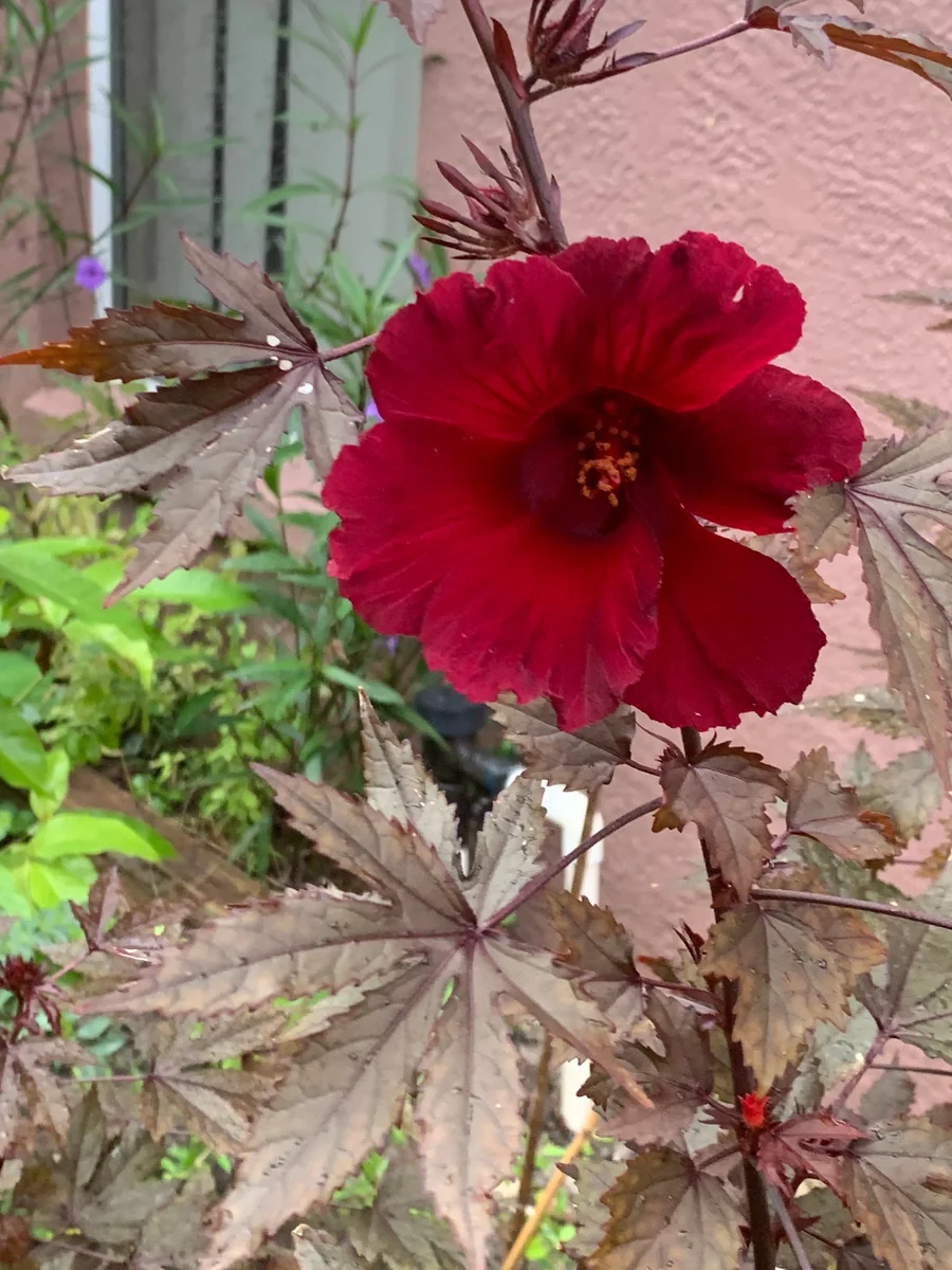 Cranberry Hibiscus Live Plant – Mature Plant in 4 inch Pot – Edible Leaves & Flowers - Image 1