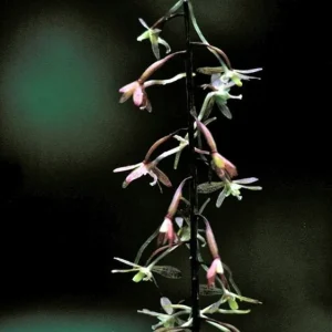 Cranefly Orchid Bare Root Bulb (Tipularia Discolor) - Purple-Green Flowers - Image 2