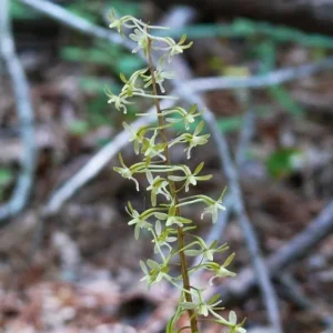 Cranefly Orchid Bare Root Bulb (Tipularia Discolor) - Purple-Green Flowers - Image 1