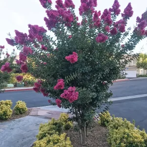 Crape Myrtle Bare Root Tree - 2 Pack - Outdoor Flowering Shrub - Image 3