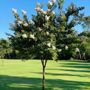 Crape Myrtle Bare Root Tree - 2 Pack - Outdoor Flowering Shrub - Image 4