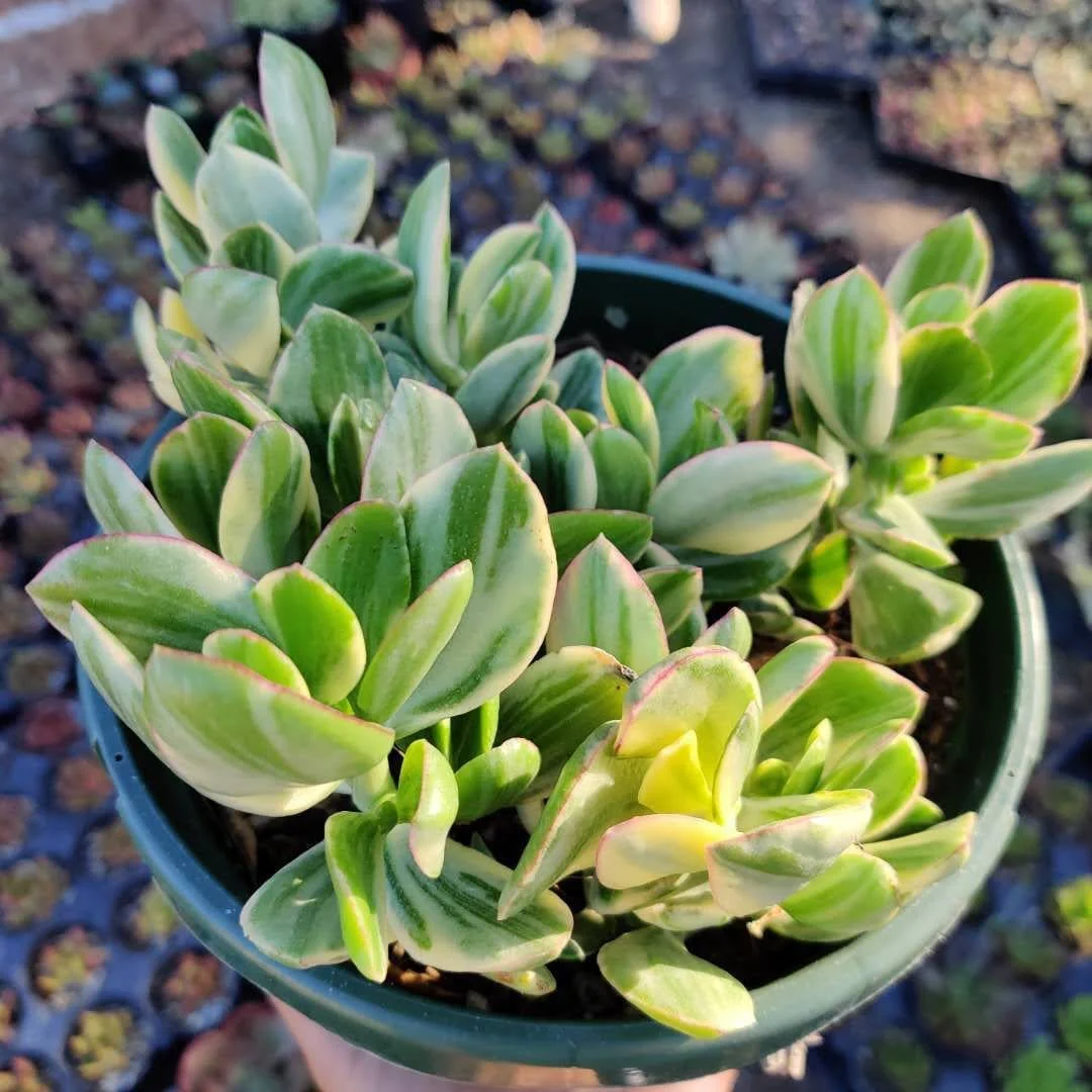 Crassula argentea 'Money Tree' Variegata Succulent Plant - Live Plant - Image 4