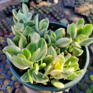 Crassula argentea 'Money Tree' Variegata Succulent Plant - Live Plant - Image 4