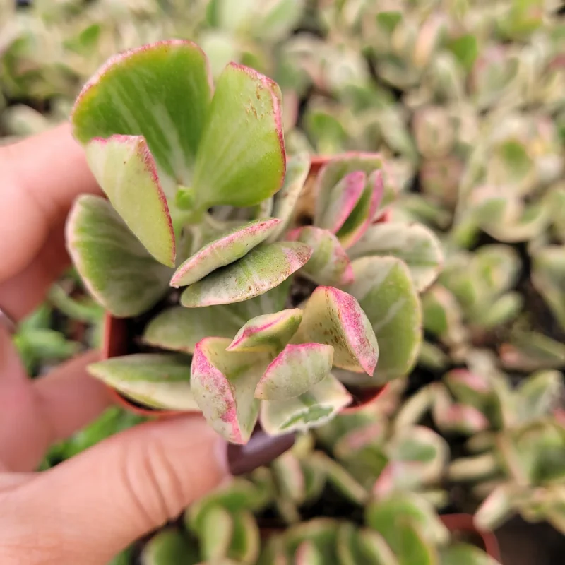 Variegated Money Tree Succulent Plant - Crassula argentea