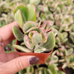 Crassula argentea 'Money Tree' Variegata Succulent Plant - Live Plant - Image 6