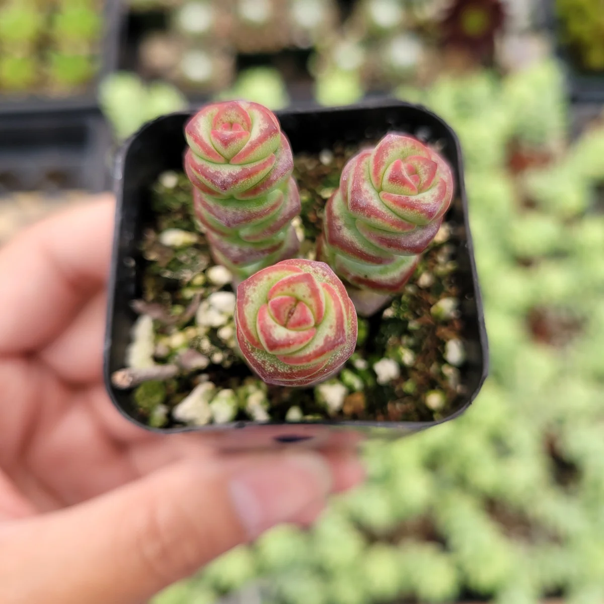 Crassula 'Baby's Necklace' Succulent Live Plant - Easy Care, Indoor/Outdoor - Image 1