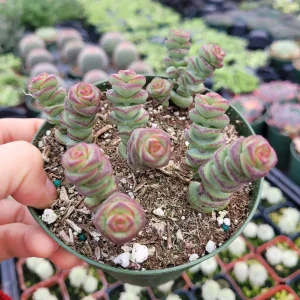 Crassula 'Baby's Necklace' Succulent Plant - Live Potted Houseplant - Image 4