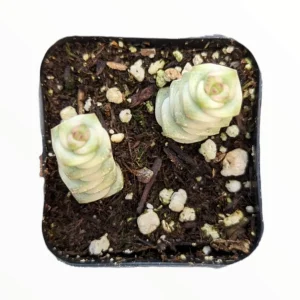 Crassula 'Baby's Necklace' Variegated Succulent Plant - Live Indoor Succulent - Image 2