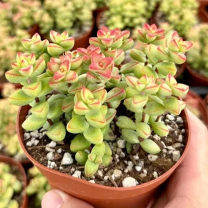 Crassula Brevifolia Live Succulent Plant - Short-Leaf Crassula - 2" or 4" Pot - Image 2