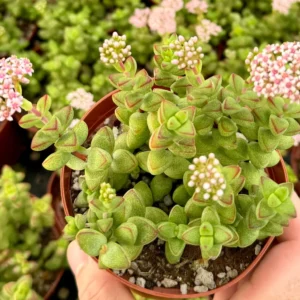 Crassula Brevifolia Live Succulent Plant - Short-Leaf Crassula - 2" or 4" Pot - Image 1