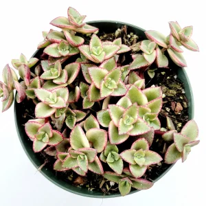 Crassula 'Calico Kitten' Variegated Succulent Live Plant - 2-4 Inch Pot - Image 3