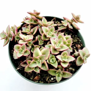 Crassula 'Calico Kitten' Variegated Succulent Live Plant - 2-4 Inch Pot - Image 4