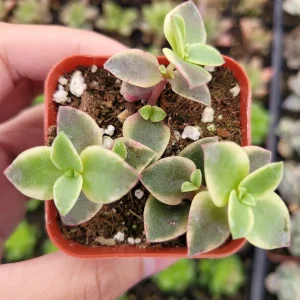 Crassula 'Calico Kitten' Variegated Succulent Live Plant - 2-4 Inch Pot - Image 5