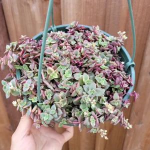 Crassula 'Calico Kitten' Variegated Succulent Live Plant - 2-4 Inch Pot - Image 7