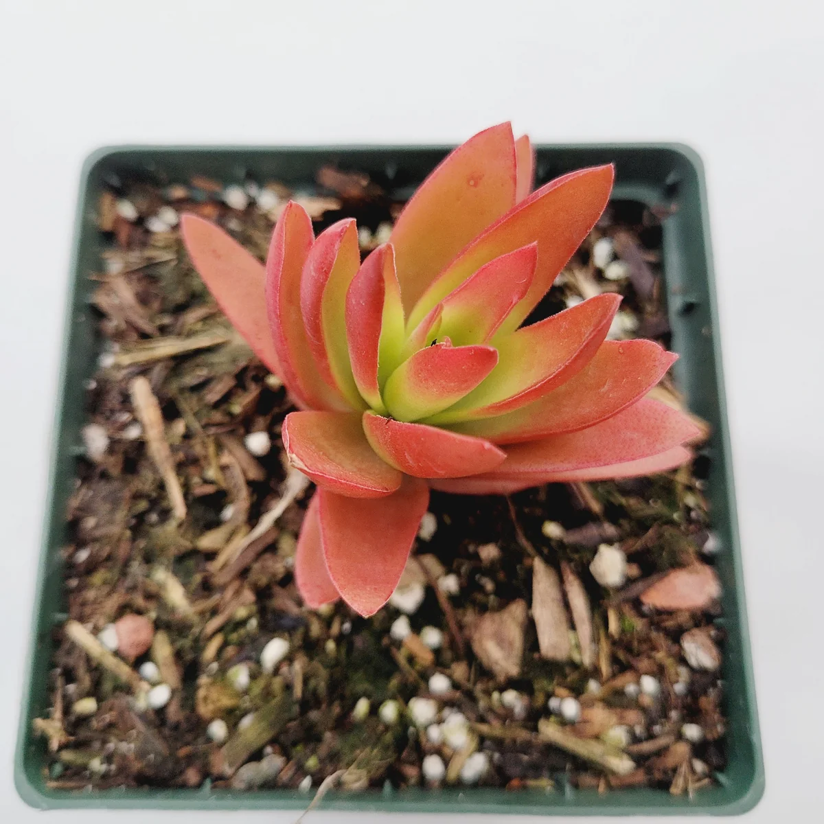 Crassula capitella 'Campfire' Succulent Plant - Live Indoor/Outdoor - Image 4