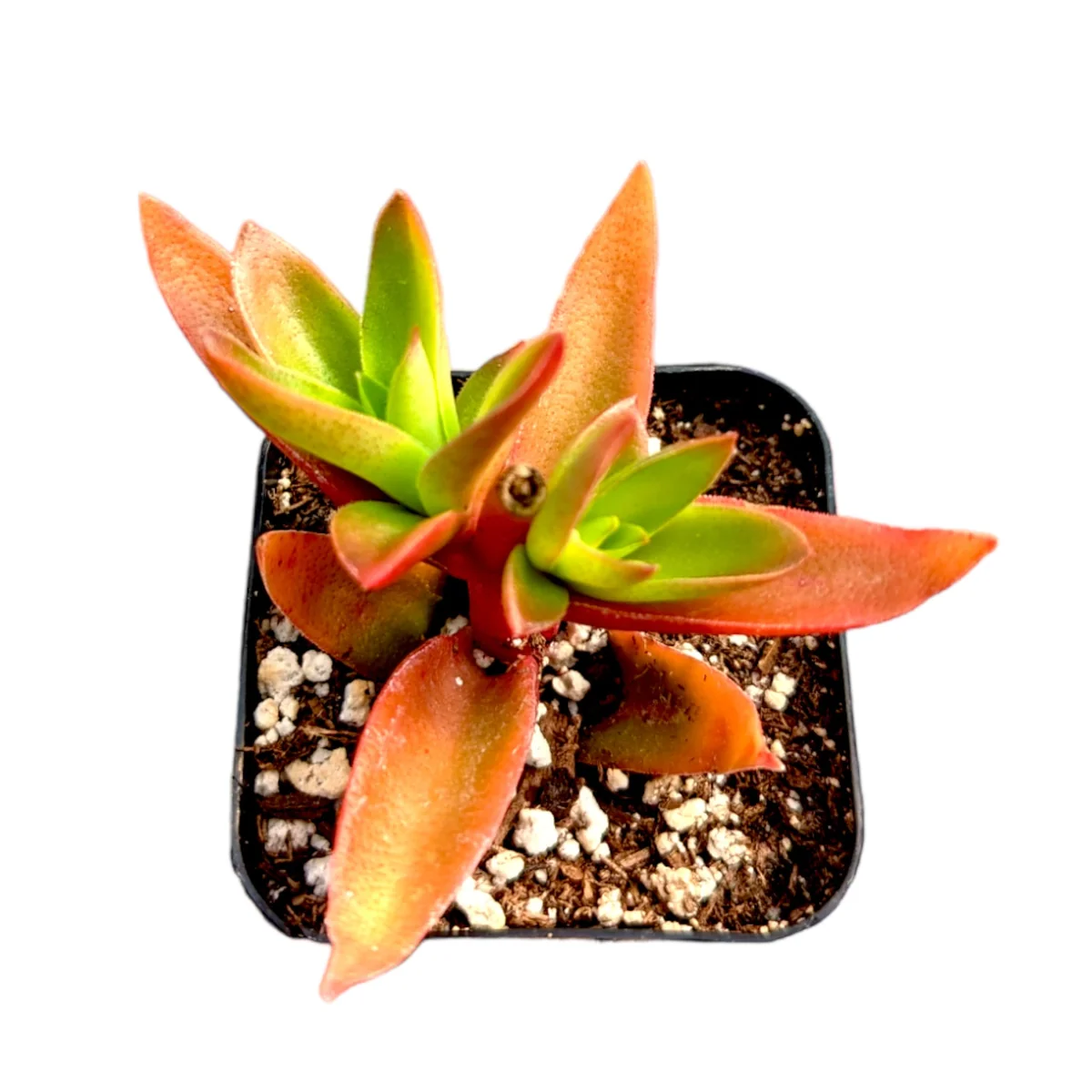 Crassula capitella 'Campfire' Succulent Plant - Live Indoor/Outdoor - Image 5