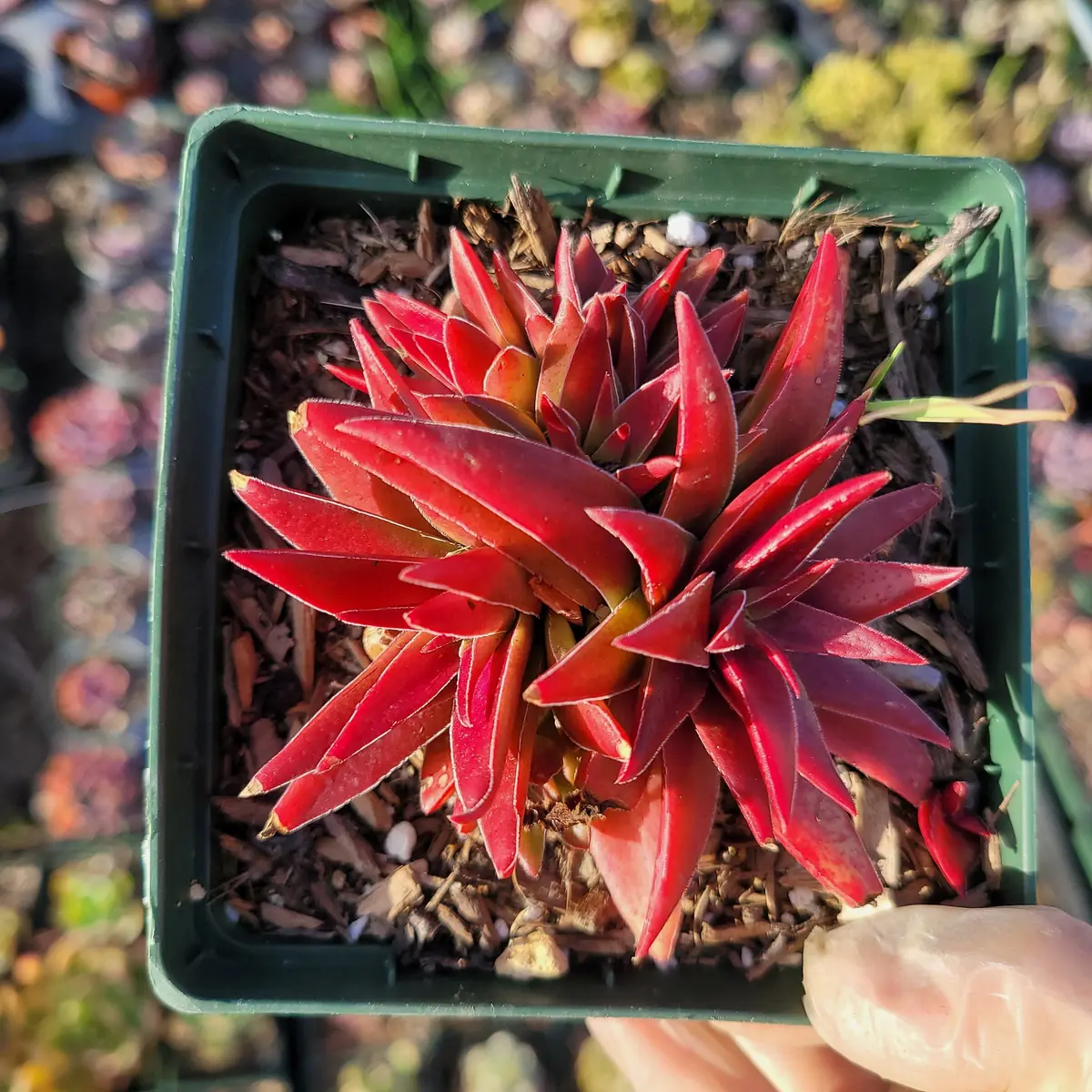 Crassula capitella 'Campfire' Succulent Plant - Live Indoor/Outdoor - Image 8