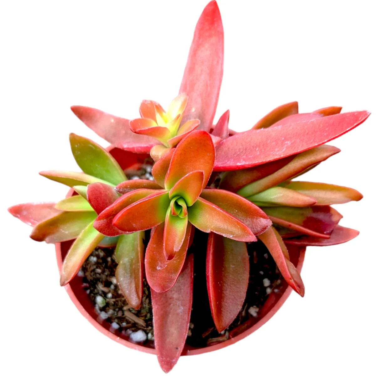 Crassula capitella 'Campfire' Succulent Plant - Live Indoor/Outdoor - Image 1