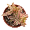 Crassula capitella 'Campfire' Variegata Succulent Live Plant - Drought Tolerant - Image 1