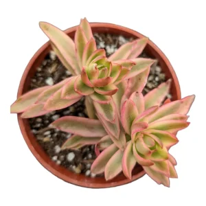 Crassula capitella 'Campfire' Variegata Succulent Live Plant - Drought Tolerant - Image 2