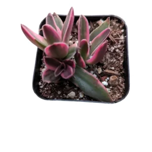 Crassula capitella 'Campfire' Variegata Succulent Live Plant - Drought Tolerant - Image 6