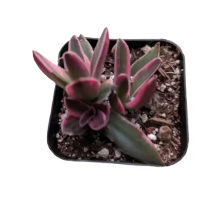 Crassula capitella 'Campfire' Variegata Succulent Live Plant - Drought Tolerant - Image 7