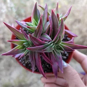 Crassula capitella 'Campfire' Variegata Succulent Live Plant - Drought Tolerant - Image 8