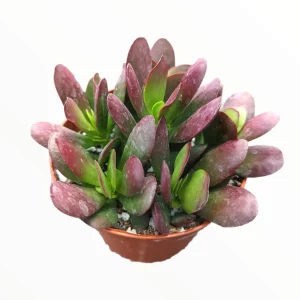 Crassula clavata Succulent Plant – Live Houseplant – Red & Purple Hues - Image 2