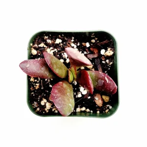 Crassula clavata Succulent Plant – Live Houseplant – Red & Purple Hues - Image 4