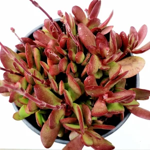 Crassula clavata Succulent Plant – Live Houseplant – Red & Purple Hues - Image 5