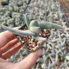 Crassula falcata 'Propeller Plant' Succulent Live Plant - Easy Care Houseplant - Image 1