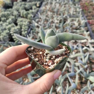 Crassula falcata 'Propeller Plant' Succulent Live Plant - Easy Care Houseplant - Image 2