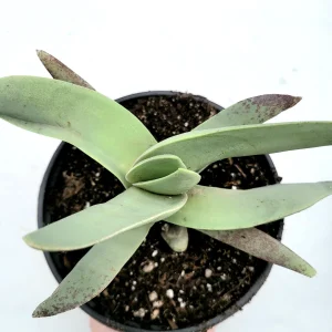 Crassula falcata 'Propeller Plant' Succulent Live Plant - Easy Care Houseplant - Image 3
