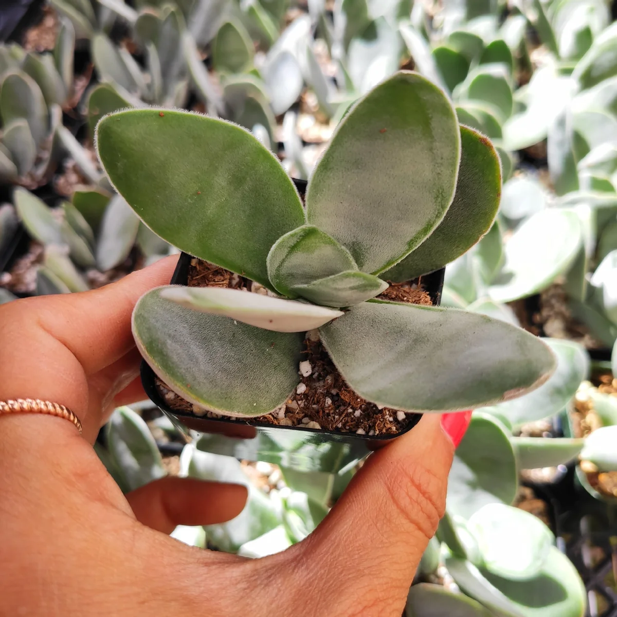 Crassula 'Fallwood' Succulent Live Plant - Drought Tolerant Crassula - Image 4