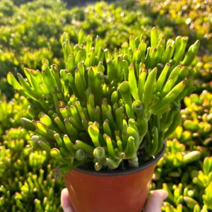 Crassula Gollum Jade Live Succulent Plant - Shrek Ear, 2" 4" 6" Pot - Image 2