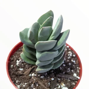 Crassula 'Ivory Tower' Succulent Plant - Live Potted Houseplant Indoor - Image 1