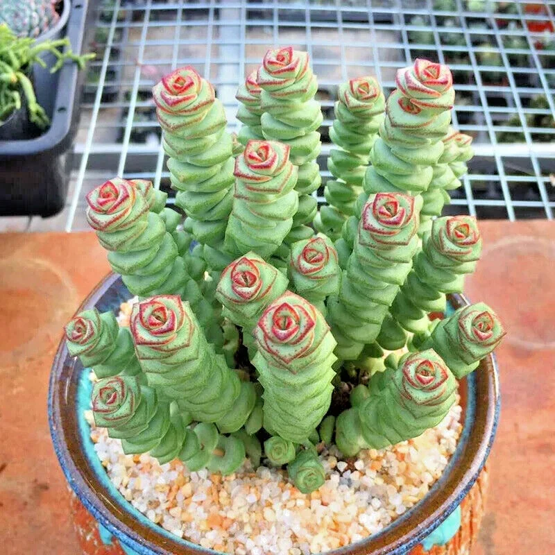Crassula 'Jade Necklace' Succulent Plant Seeds – 25 Seeds Pack – Indoor & Outdoor - Image 4