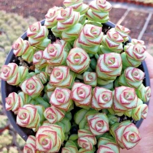 Crassula 'Jade Necklace' Succulent Seeds - 25 Seed Pack - Indoor/Outdoor - Image 3