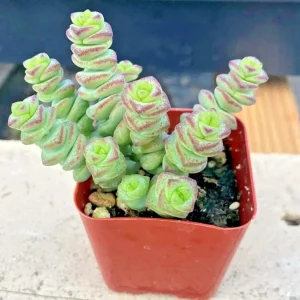 Crassula 'Jade Necklace' Succulent Seeds - 25 Seed Pack - Indoor/Outdoor - Image 5
