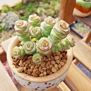 Crassula 'Jade Necklace' Succulent Seeds - 25 Seed Pack - Indoor/Outdoor - Image 6