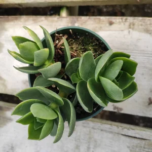 Crassula lactea Succulent Live Plant - Trailing Green Leaves - Easy Care Houseplant - Image 3
