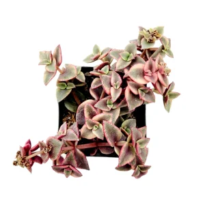 Crassula marginalis rubra Variegata 'Calico Kitten' Succulent Live Plant - Image 2