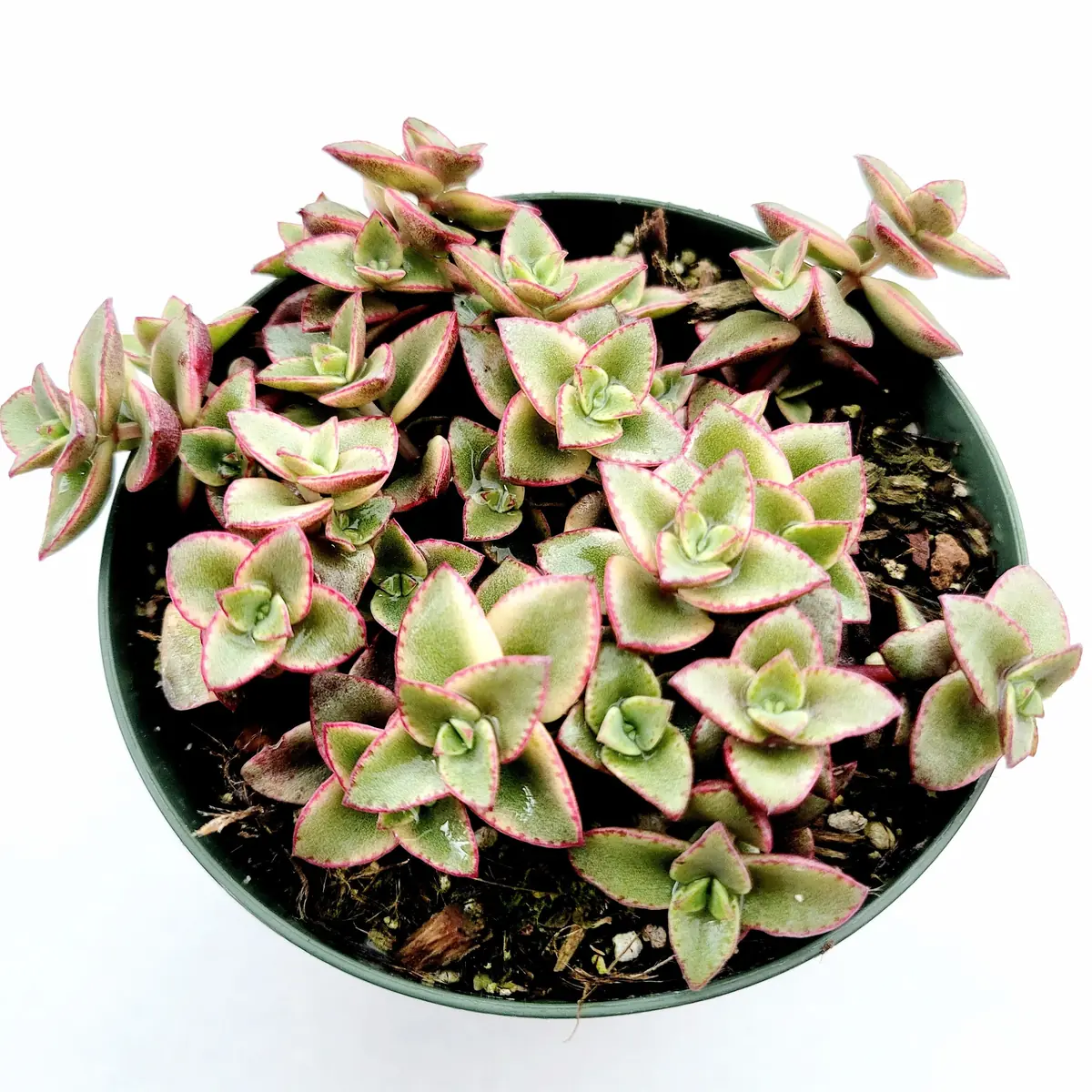 Crassula marginalis rubra Variegata 'Calico Kitten' Succulent Live Plant - Image 4