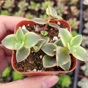 Crassula marginalis rubra Variegata 'Calico Kitten' Succulent Live Plant - Image 6