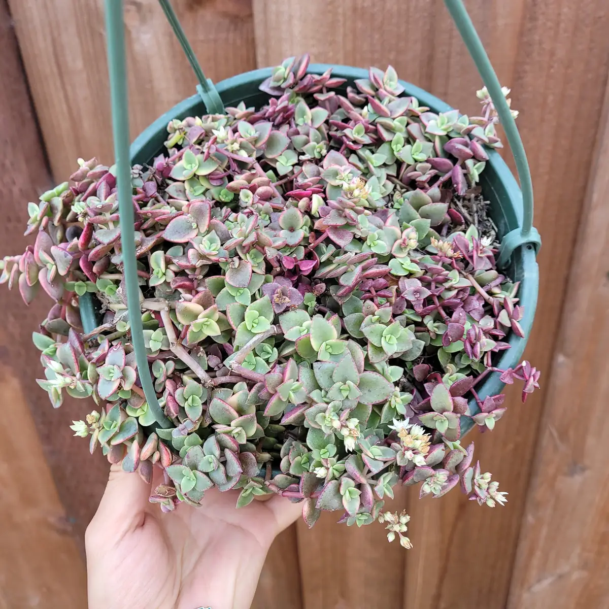 Crassula marginalis rubra Variegata 'Calico Kitten' Succulent Live Plant - Image 8