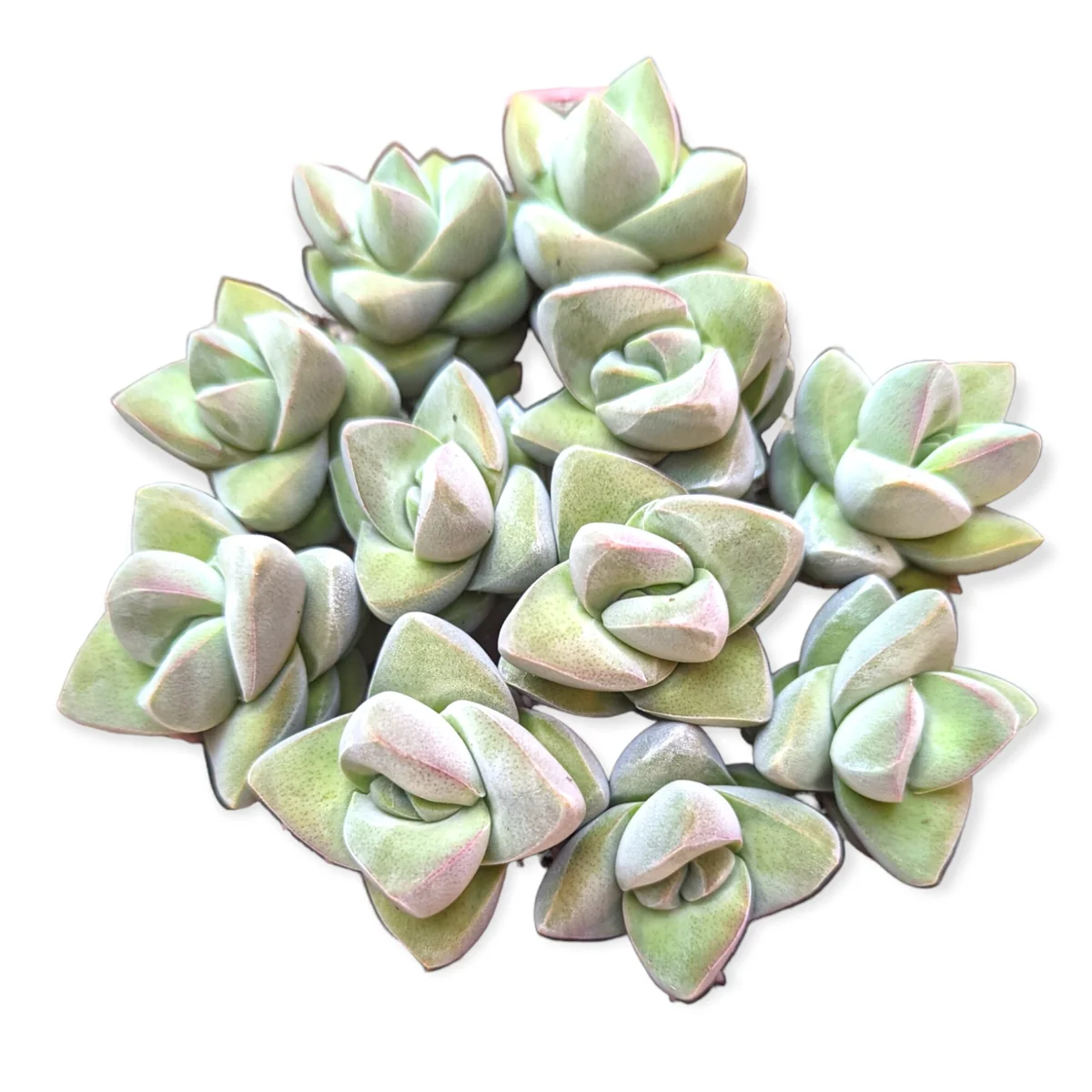 Crassula 'Moonglow' Live Succulent Plant - Unique Grey-Green Foliage - Image 5
