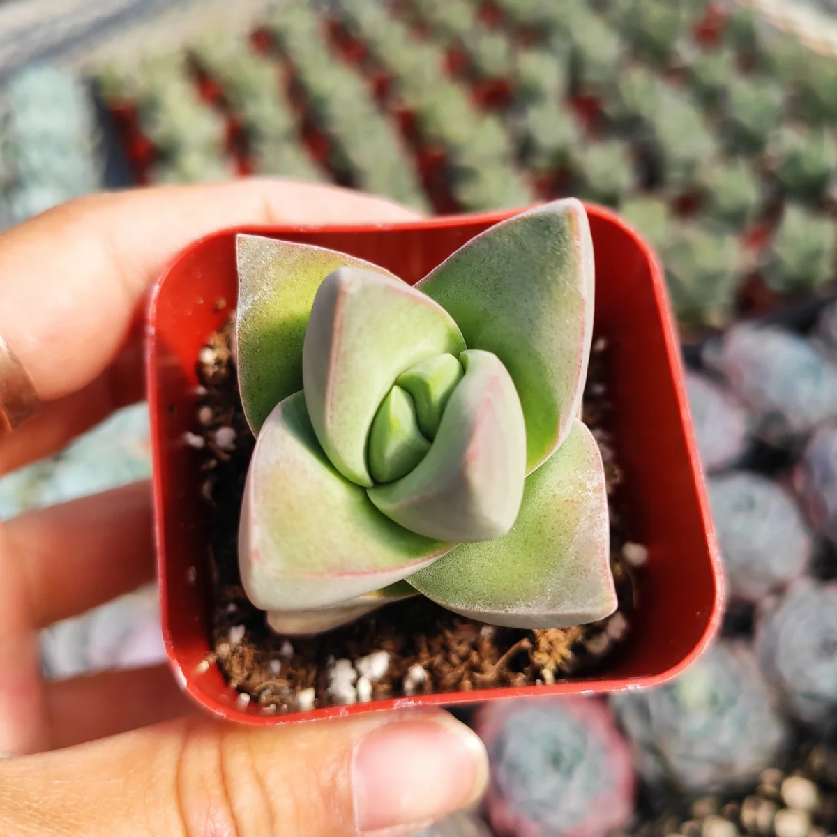 Crassula Moonglow Succulent Live Plant - Gray-Green Foliage - Potted Houseplant - Image 2