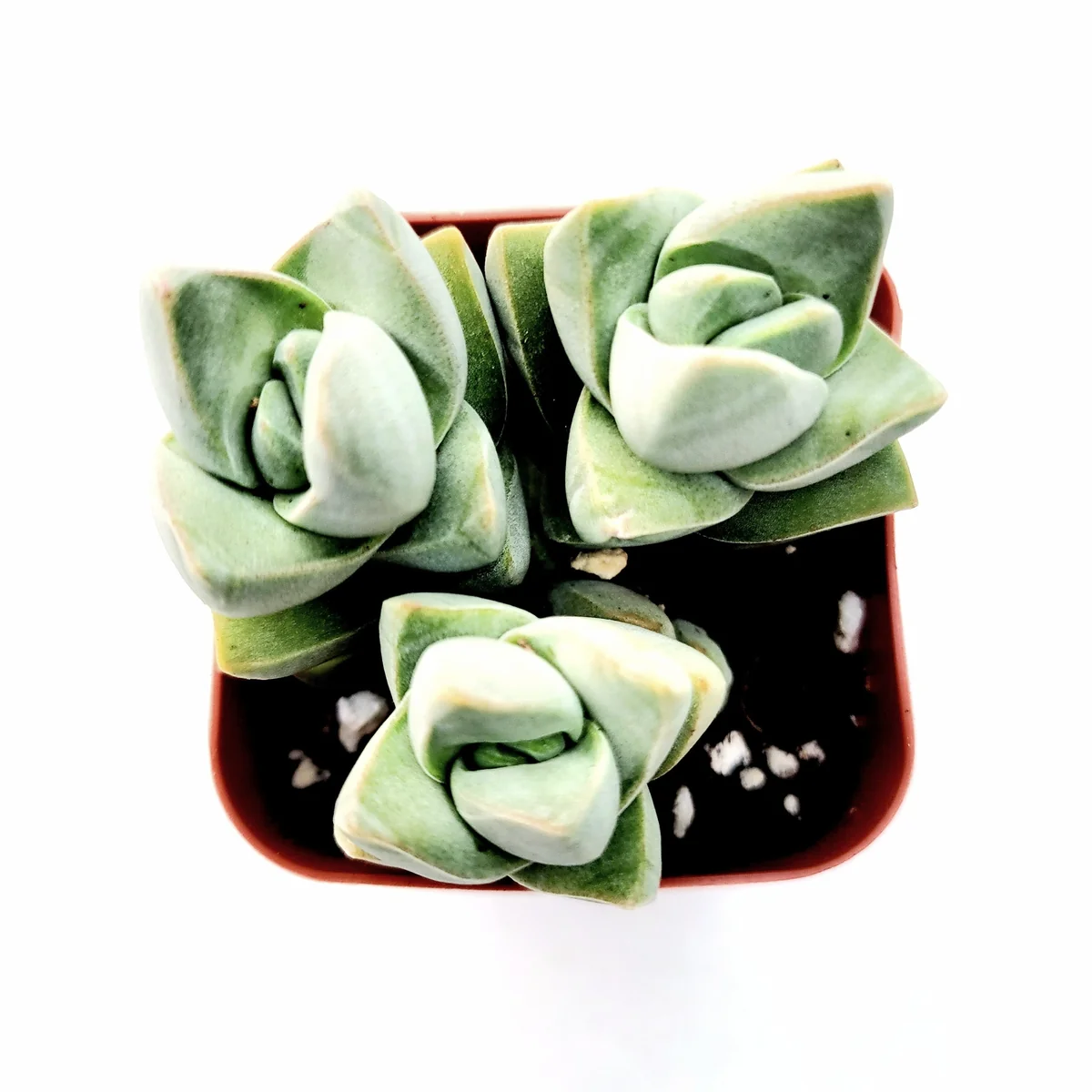 Crassula Moonglow Succulent Live Plant - Gray-Green Foliage - Potted Houseplant - Image 4