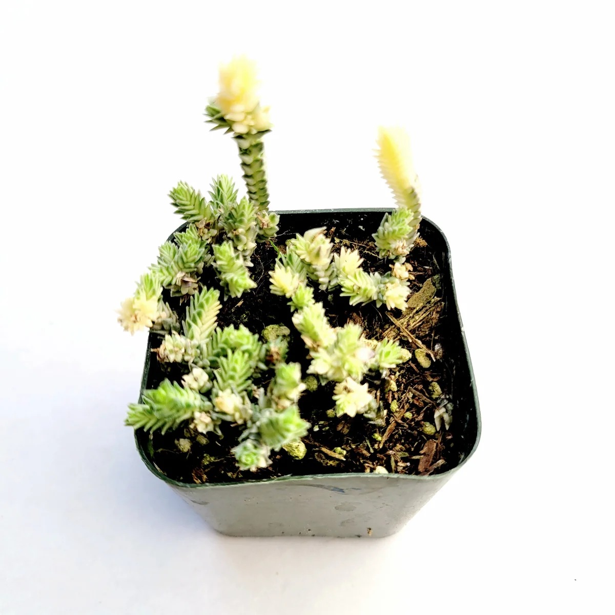 Crassula muscosa f. variegata 'Watch Chain' Succulent Live Plant Indoor - Image 2